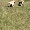 Akc yellow labs