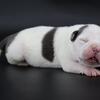 Lace - XL American Bully - Female