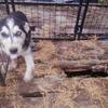 1 male black and white Siberian husky
