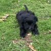 Aussiepoo Puppy - READY NOW! [BENNY]