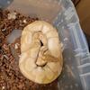 Banana enchi het g stripe male