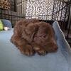 Mini Australian labradoodle 