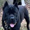 CANE CORSO  STUD!!!!