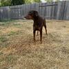 Doberman AKC