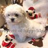 AKC Maltese puppies For Sale