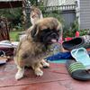 Coquette Pekingese 