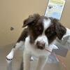 Australian Shepherd Puppy for Sale!