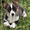 For Sale: Beautiful Corgi/Miniature Aussie Puppies