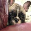 AKC Standard French Bulldog 