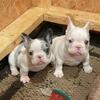 French Bulldog Puppies 