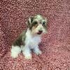 Miniature Schnauzer Male.... ready to go home
