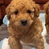 Red toy poodles 6 weeks old they will be ready in 2 weeks 