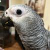 Baby African Congo Grey