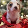badger- red & white piebald smooth male $1999