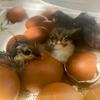 Black Copper maran chicks