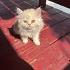Sweet 17 wk old Persians 