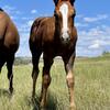 APHA and AQHA horses