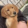 6 month old golden retriever puppy female 