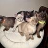 European Burmese kittens