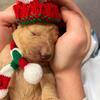Goldendoodle puppies ready just in time for Christmas 