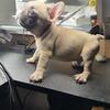 Mini French bulldog 