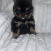 Manny - Pomeranian puppy