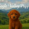 RED MINI IRISH DOODLE F1B & RED MINI GOLDENDOODLE F1B PUPPIES