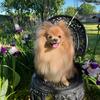 Pomeranian Stud Service - Stud Muffin
