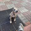 12 week old American Standard Bully