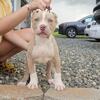 XL American Bully female 9 weeks