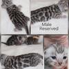 Silver TICA Registered Bengal Kittens 