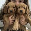 Beautiful mini golden doodle puppy Millie
