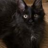 Adorable Maine Coon kittens – ready for rehoming