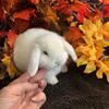 Holland Lop bunnies 
