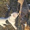 3 month male micro Bully