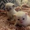 “ON HOLD” Seal point mitted Kats Ravishing Ragdolls