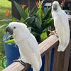 Umbrella Cockatoo class Clown ready for his forever home.