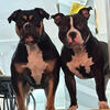 American Bully Puppies