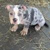 Exotic bully pups ready for rehoming 