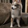 🔥 Rare chance to adopt a Pomsky! Free with small rehoming fee. Don’t wait too long
