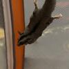 Female Sugar Glider 