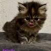 World’s cutest baby Persian kittens!