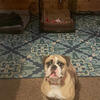 Bulldog for sale 