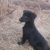 Labrador and Border Aussie mix.  Long and short haired available.