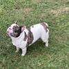 Stud French Bulldog