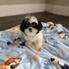 SHIH TZU GIRLS AVAILABLE TODAY $900