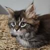 Maine Coon Kitten Not Registered 5 months old