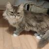  Persian female Cat Grey with white 