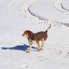 AKC  Red tri - ticked Beagle Stud