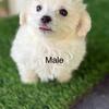 Maltipoo price reduced!